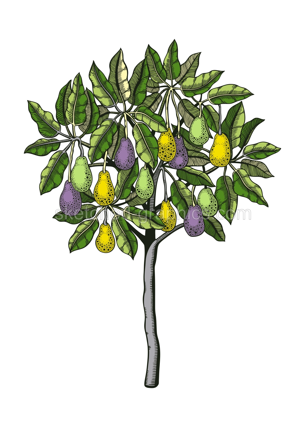 Decorative avocado tree with leaves, branches and fruit illustration. Exotic garden plant drawing in engraved style. Botanical colorful sketch isolated on white background Illustration